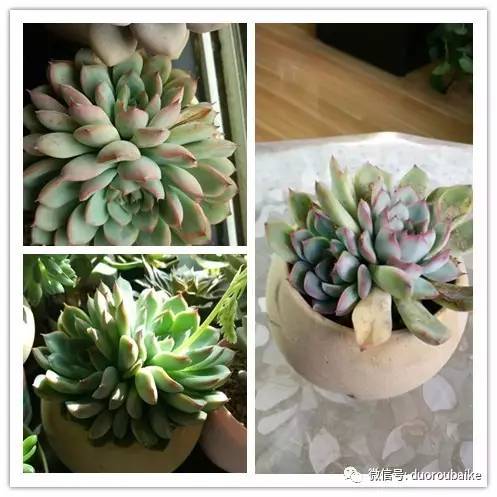 入多肉坑那些年踩过的误区,自从入了多肉坑