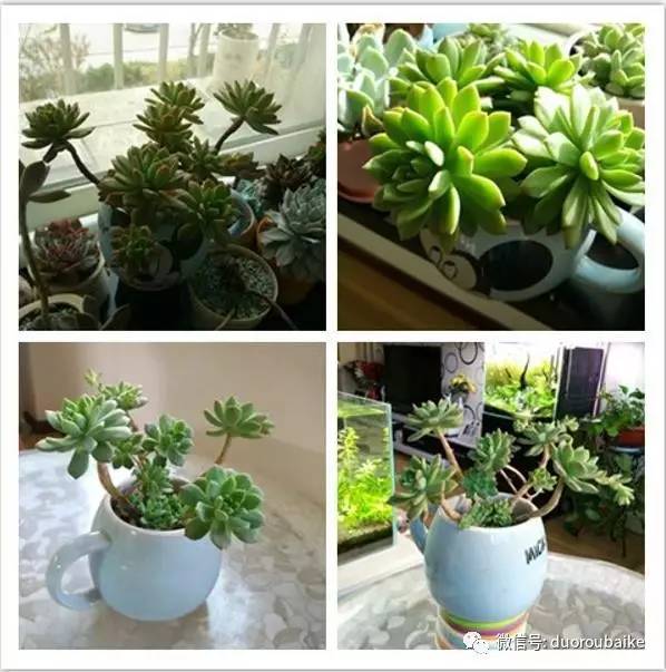 入多肉坑那些年踩过的误区,自从入了多肉坑