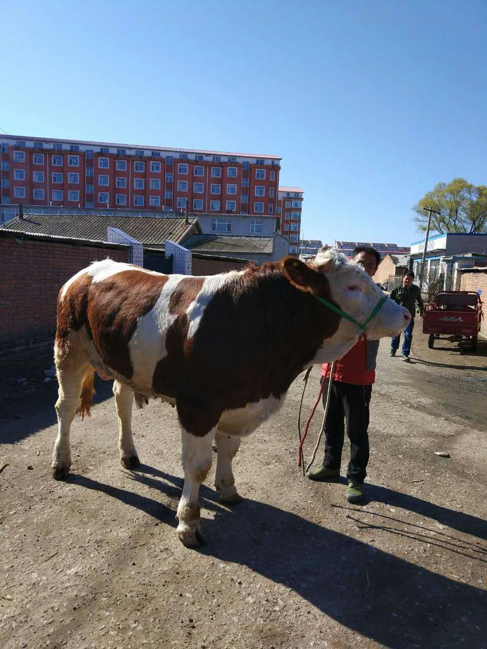 肉牛运输应激综合症,肉牛运输应激