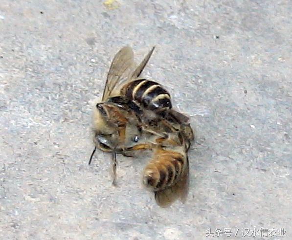 蜜蜂大战青蛙,蜜蜂大战蝴蝶