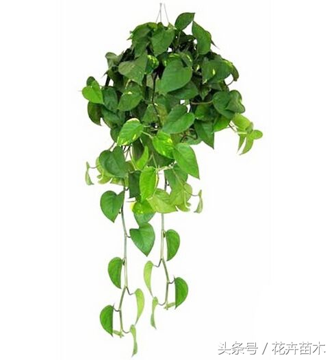 柱子绿萝栽培,绿萝栽培技术和管理论文