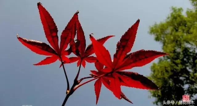 唐枫鸡爪槭红枫三角枫区别,鸡爪槭和红枫还有三角枫