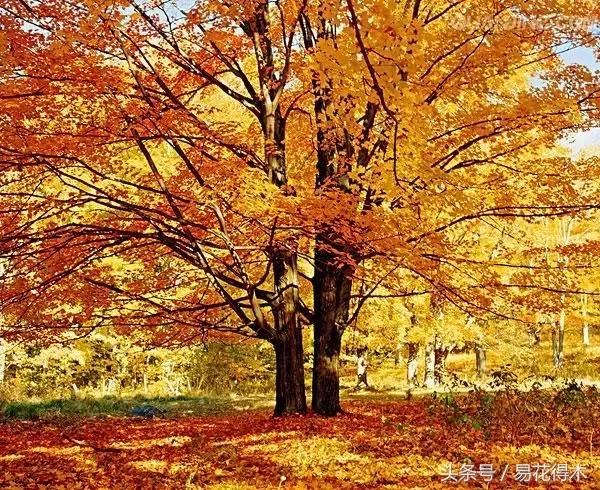 唐枫鸡爪槭红枫三角枫区别,鸡爪槭和红枫还有三角枫