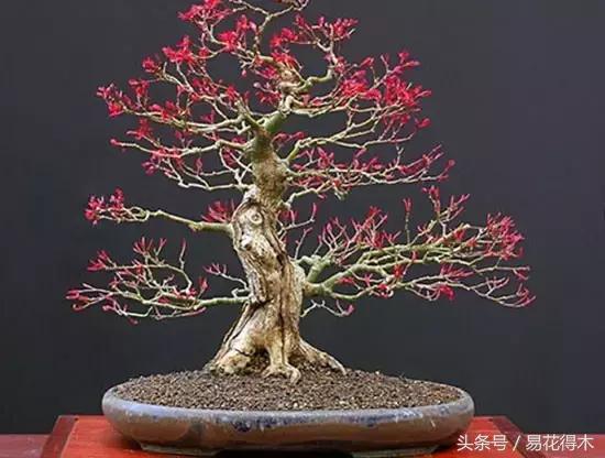 唐枫鸡爪槭红枫三角枫区别,鸡爪槭和红枫还有三角枫