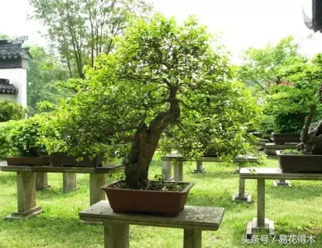 唐枫鸡爪槭红枫三角枫区别,鸡爪槭和红枫还有三角枫