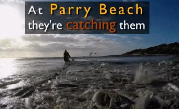 澳洲三文鱼泛滥原因,澳洲三文鱼泛滥没人吃