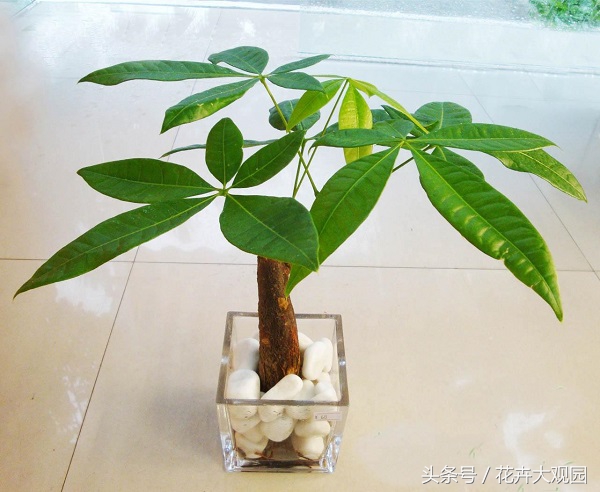 发财树吃多了竟然可以升仙？导演，我读书少你不要骗我！