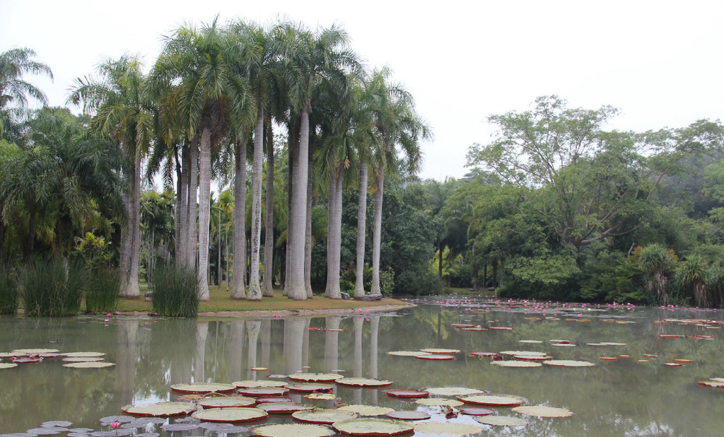 西双版纳绿色美景视频,云南西双版纳美景高清图片
