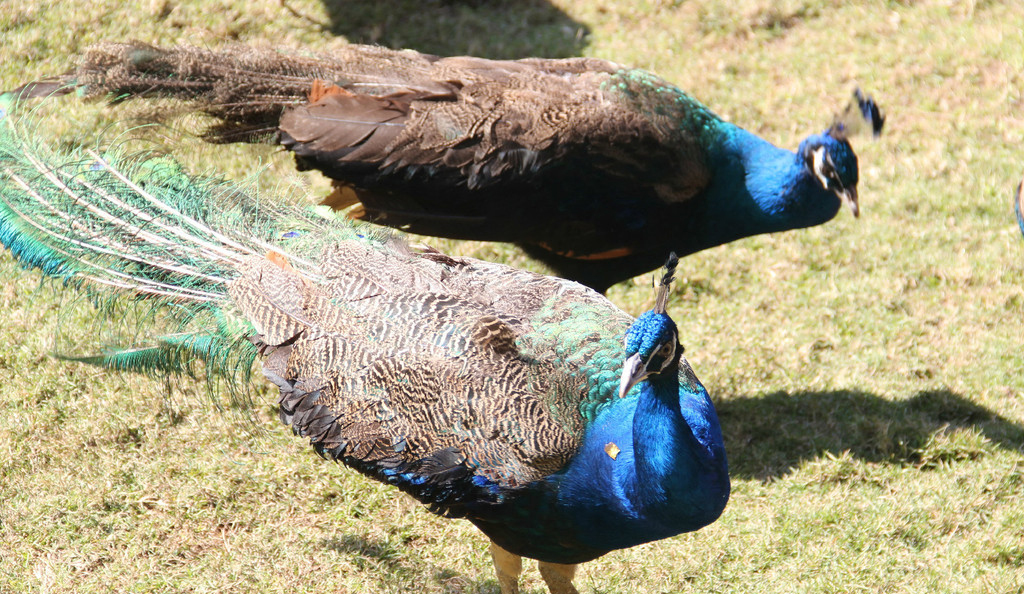 西双版纳绿色美景视频,云南西双版纳美景高清图片