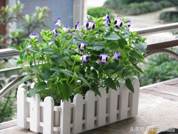 发财树吃多了竟然可以升仙？导演，我读书少你不要骗我！