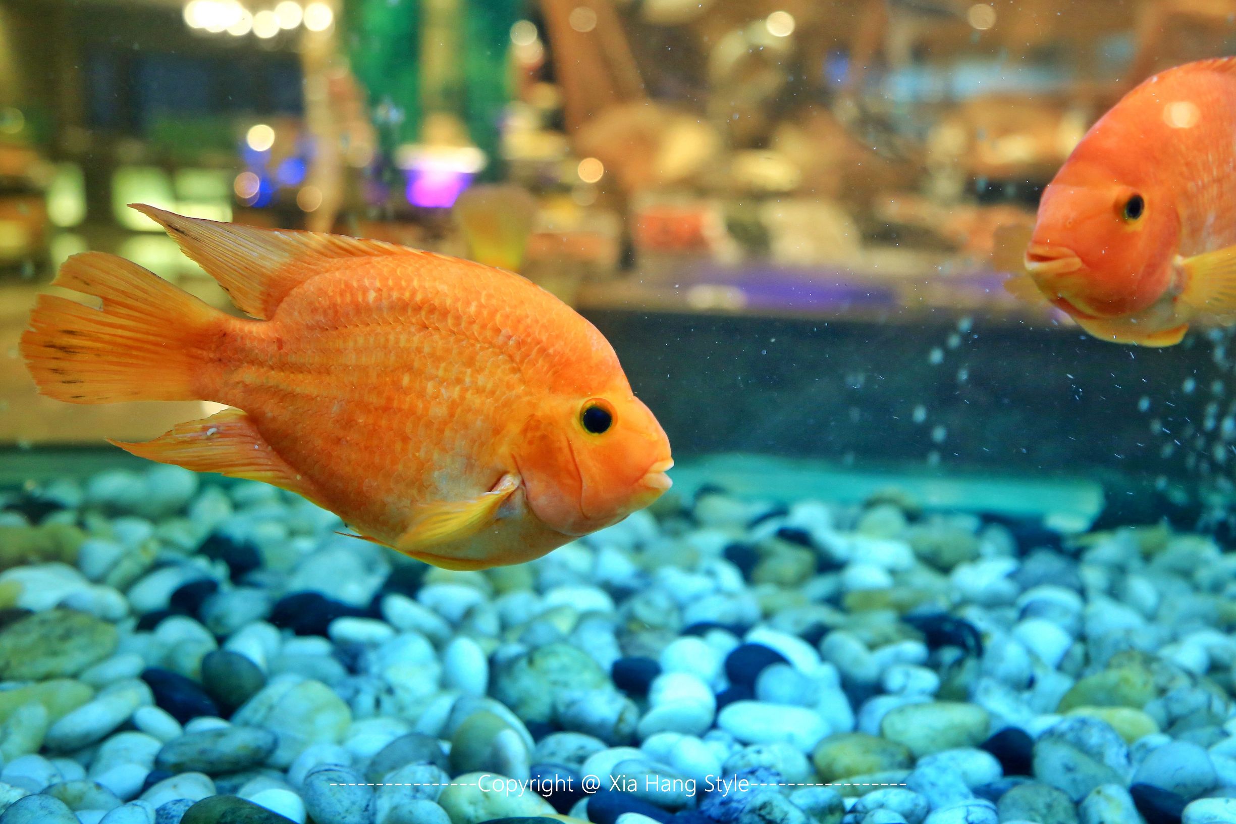 福建最好的5星级酒店,福建最好的五星级酒店