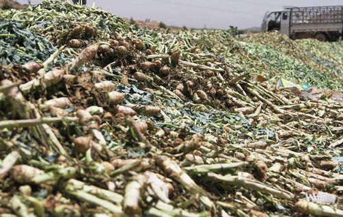 菜农遭遇困境你该怎么做,面对农产品滞销解决方案