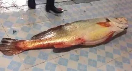 天价鱼视频,广西一小伙卖出500元天价鱼