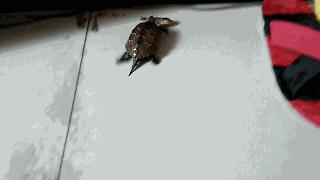 给大家科普下中华草龟,我国分布最广的乌龟中华草龟