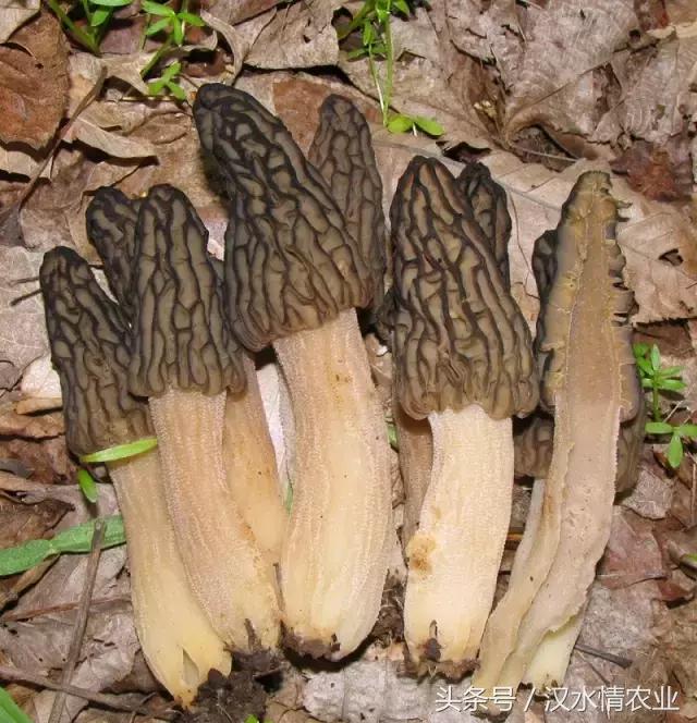 安康必吃的美食排行榜,安康最正宗的食物