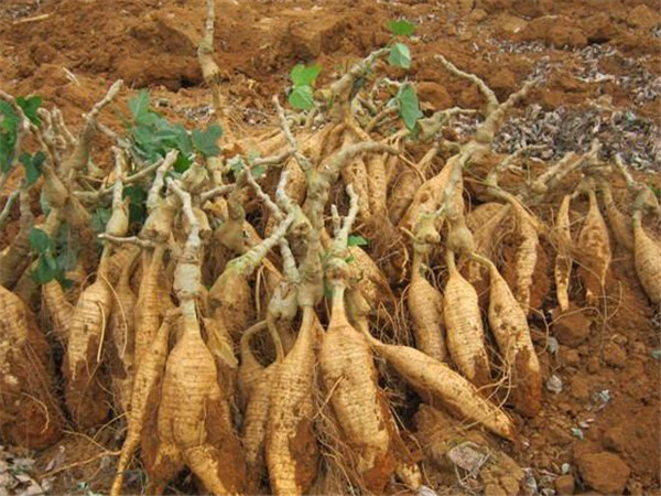 被称为天然血管支架的药是什么药,血管支架可以降三高吗