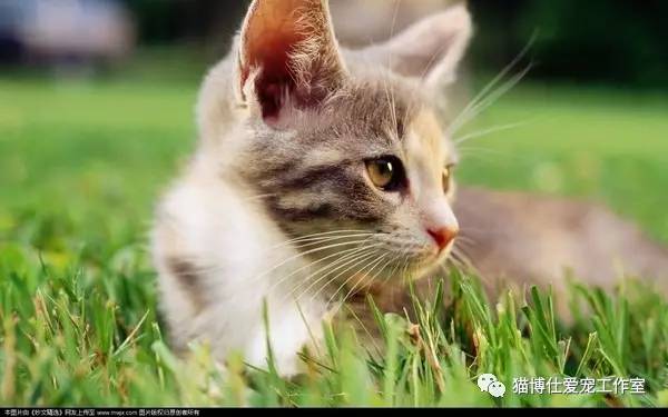 怎么看猫咪有没有猫藓啊,你的猫咪有什么坏习惯