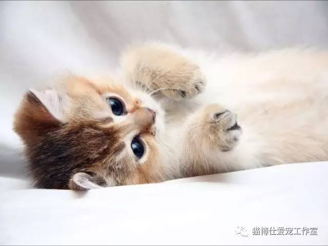 怎么看猫咪有没有猫藓啊,你的猫咪有什么坏习惯
