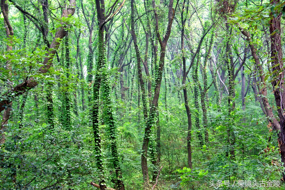 南京的绿湖,南京的月色美到令人窒息