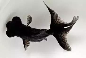 鱼缸对门风水禁忌大全图,鱼缸对门风水禁忌大全