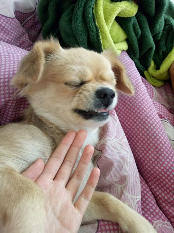 50块钱买的小土狗，得了细小后一周就痊愈了，不比那些名犬低贱