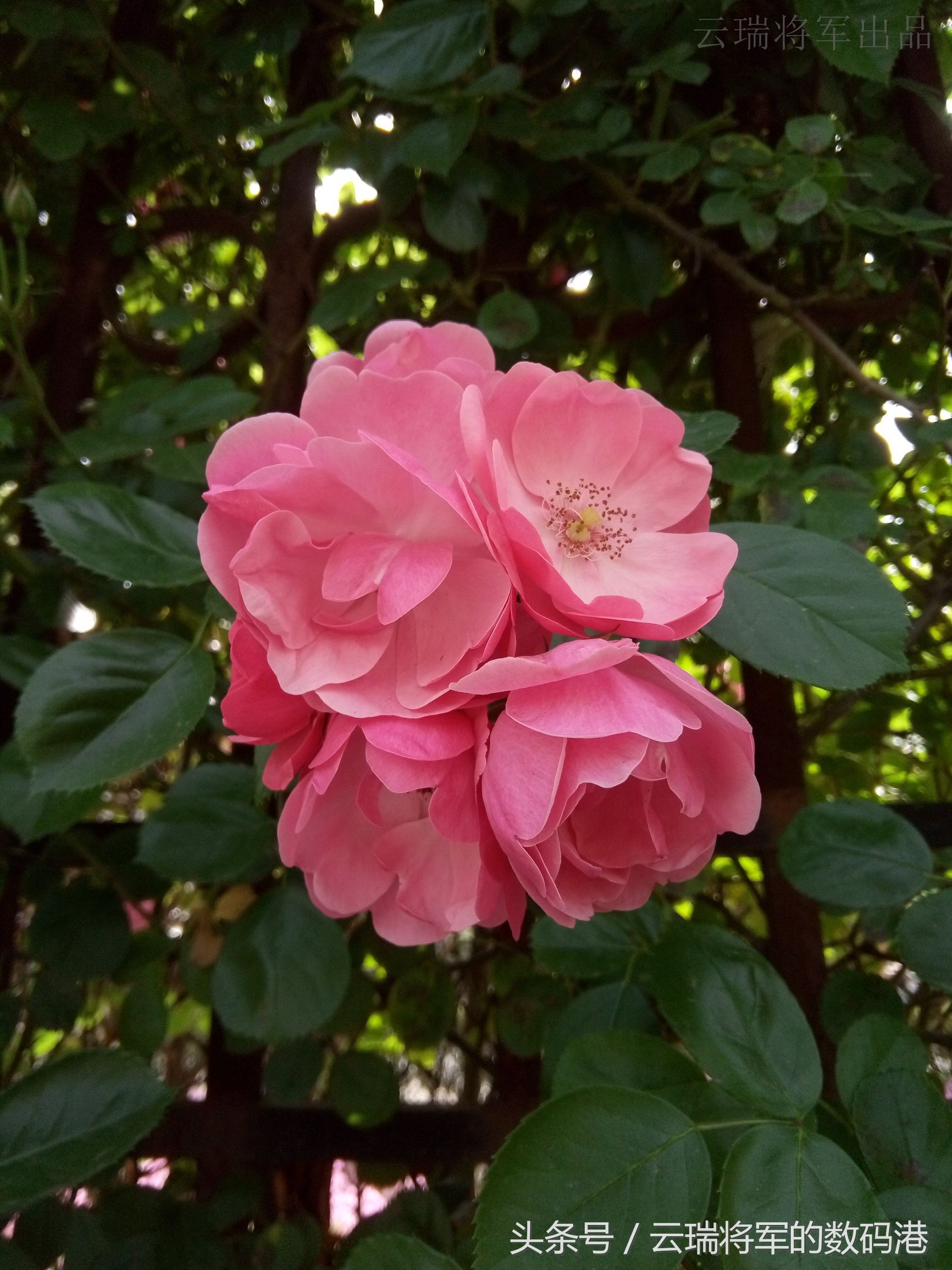 感受新视界——裸眼3D手机ivviK5测评「原创」