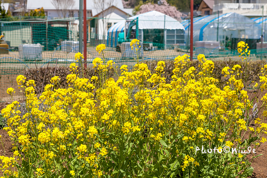 空姐在东京旅游,跟着游东京