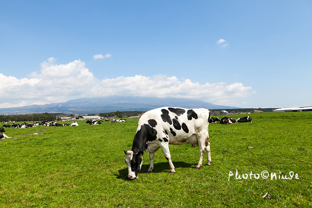 空姐在东京旅游,跟着游东京