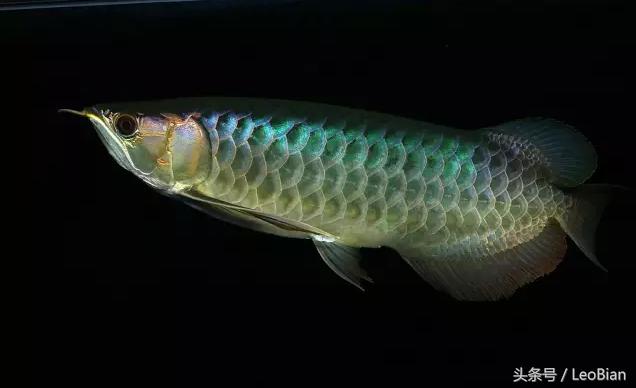 古典过背金龙鱼价值,过背金龙鱼怎么看