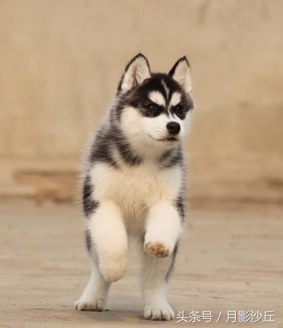 阿拉斯加和哈士奇哪个打架厉害,哈士奇和阿拉斯加幼犬如何区别