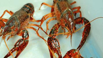 小龙虾基地钓龙虾,瑶海野钓龙虾的最佳地点