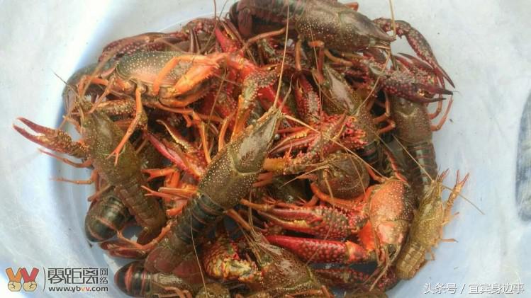 小龙虾基地钓龙虾,瑶海野钓龙虾的最佳地点
