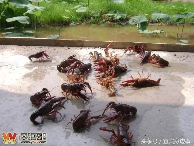 小龙虾基地钓龙虾,瑶海野钓龙虾的最佳地点
