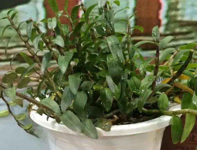 关于铁皮石斛知识,铁皮石斛解密