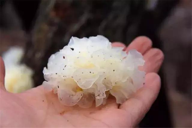 鍥涘窛閫氭睙绗竴缇庝汉,閫氭睙绗竴缇庝汉鏄皝