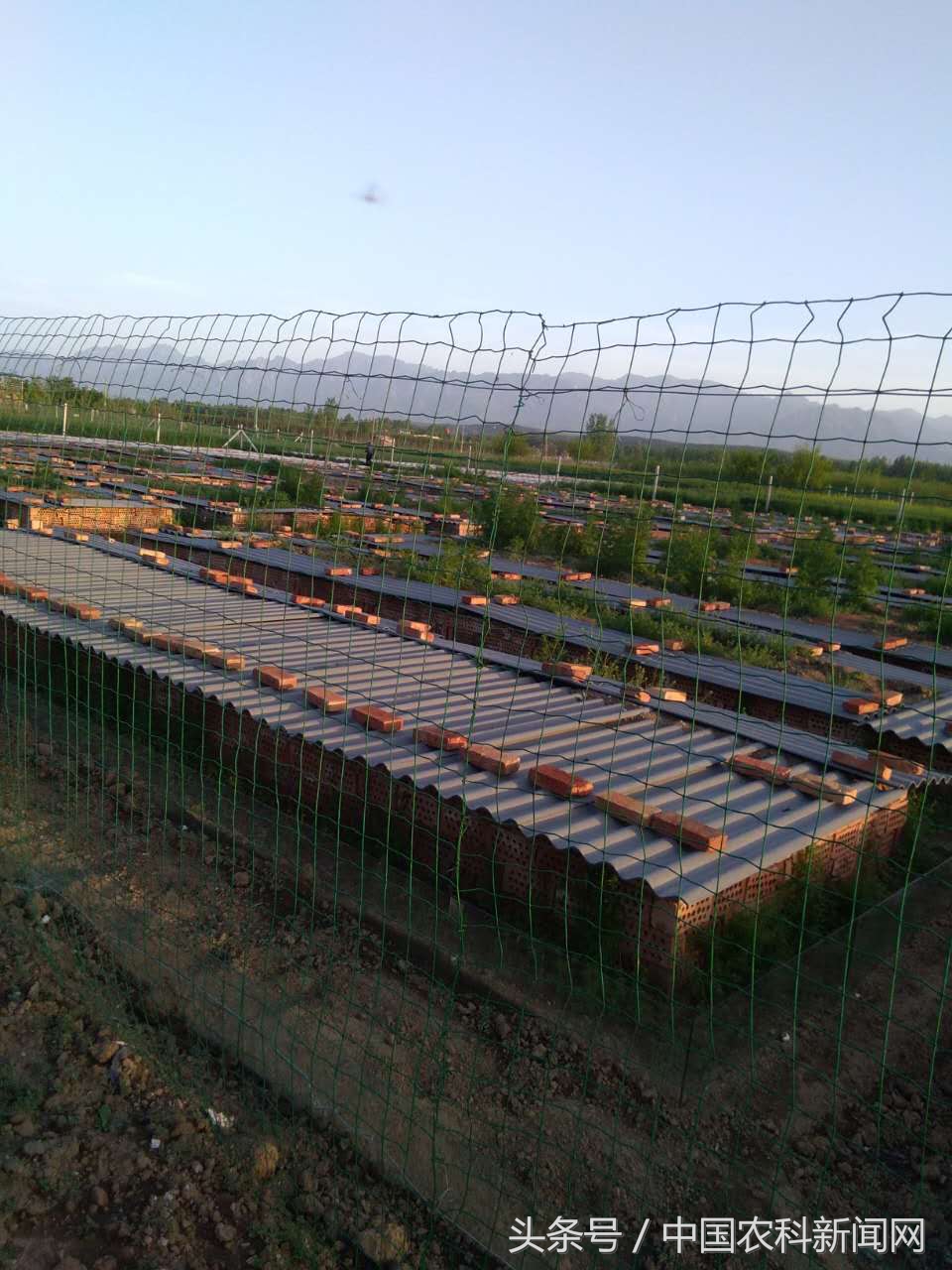 蝎子怎么养视频教程,养殖蝎子真的赚钱吗