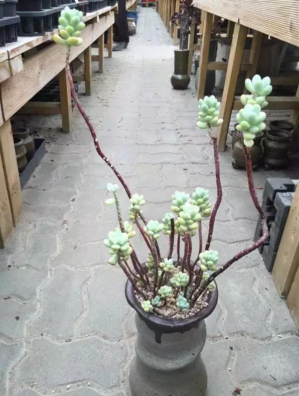 高价多肉老桩也能造假，1年当5年卖！