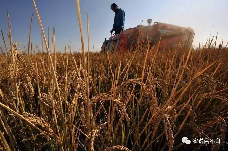 日本大米在中国卖多少钱一斤,日本的大米在本国卖多少钱一斤