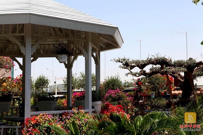 迪拜最大花卉市场在哪里,迪拜有几个花卉市场