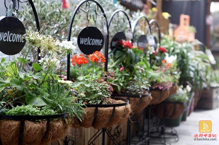 迪拜最大花卉市场在哪里,迪拜有几个花卉市场