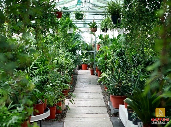 迪拜最大花卉市场在哪里,迪拜有几个花卉市场