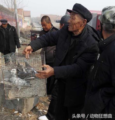 养鸽子能赚钱吗农村,养鸽子赔钱视频