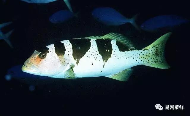 各类石斑鱼图片,常见的石斑鱼图片