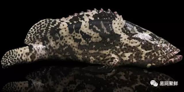 各类石斑鱼图片,常见的石斑鱼图片