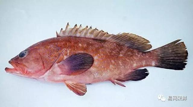 各类石斑鱼图片,常见的石斑鱼图片