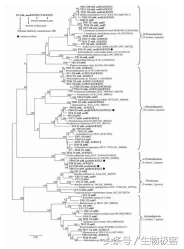 mega怎么建进化树,如何使用mega软件构建系统进化树