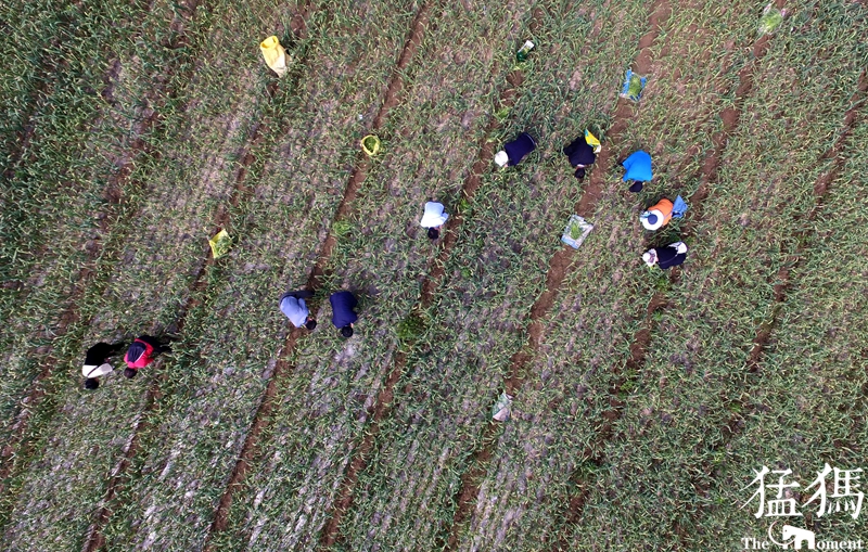 山东300吨大蒜支援,大蒜20万吨订单