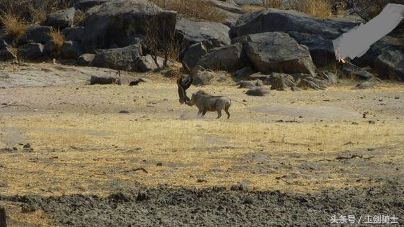 这回糗大了！你们的“扛把子”平头哥竟然被这货干翻了！
