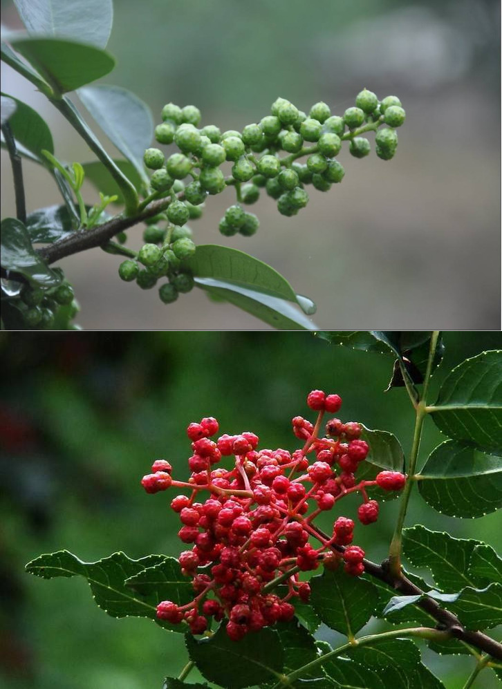 听说你们四川人有种毒,服下会有种不可描述的肉麻