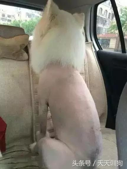 狗狗胎毛剃光多久能长出来,狗狗胎毛剃光造型